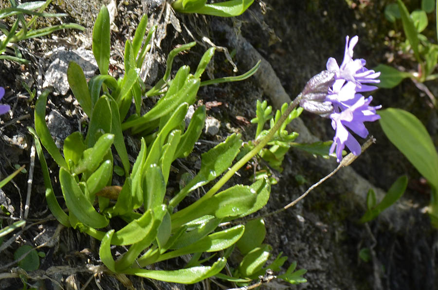 Primula glutinosa /  Primula vischiosa